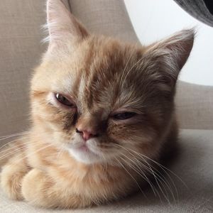 Meet your Posher, Bob